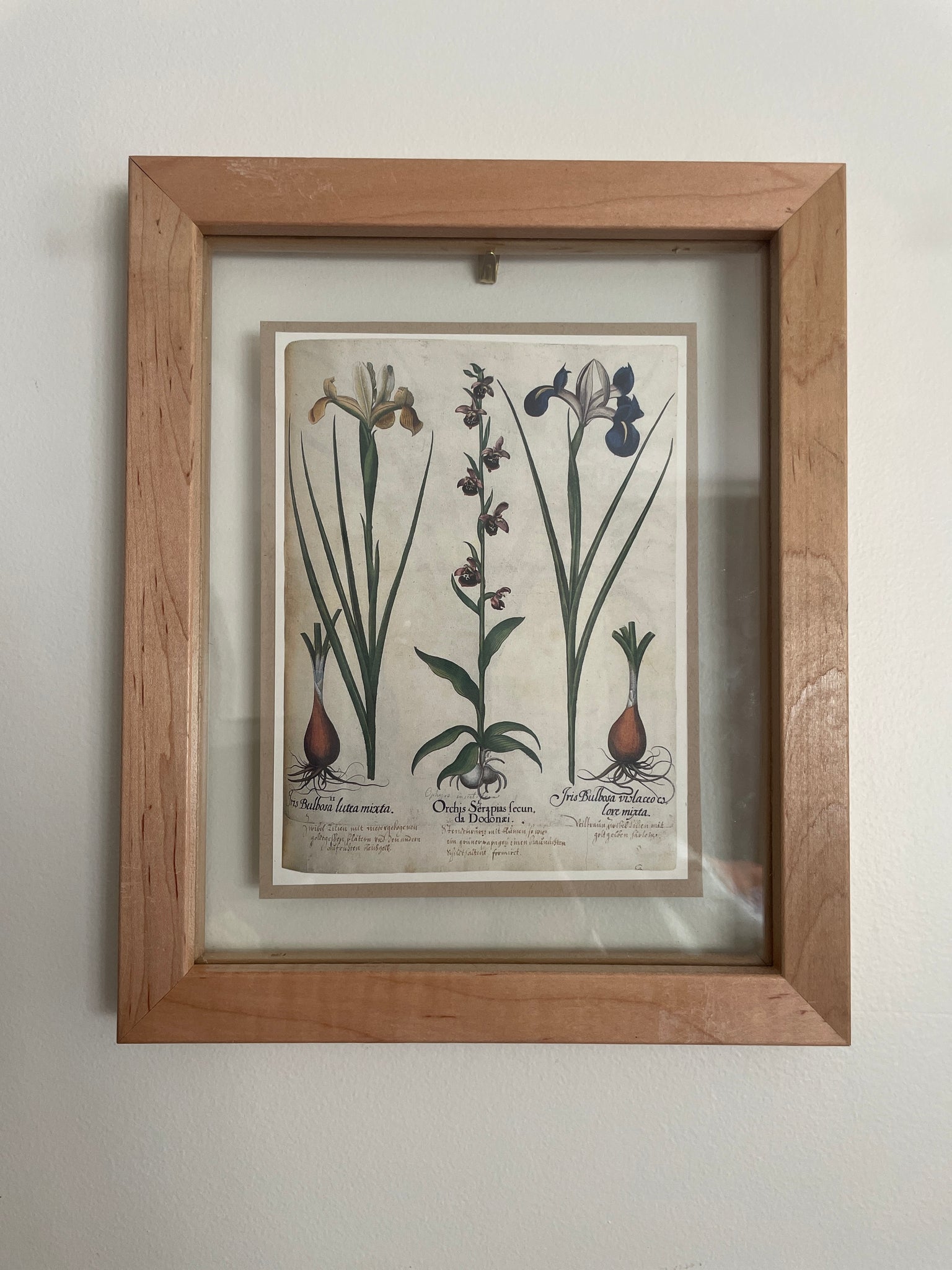 Botanical Print Art | 1