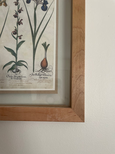 Botanical Print Art | 1