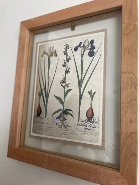 Botanical Print Art | 1