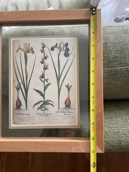 Botanical Print Art | 1