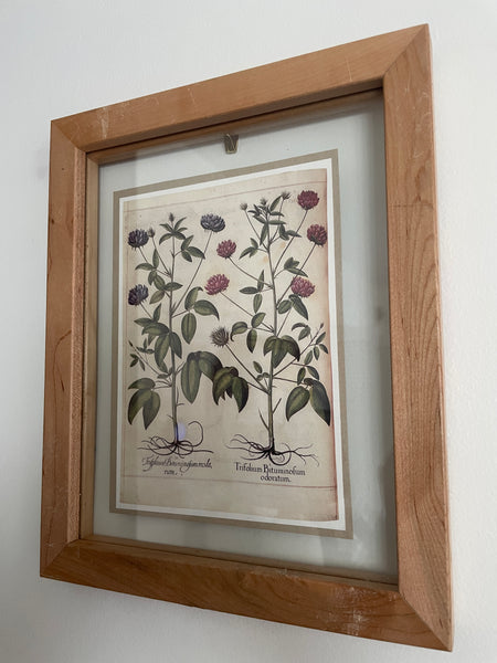 Botanical Print Art | 2