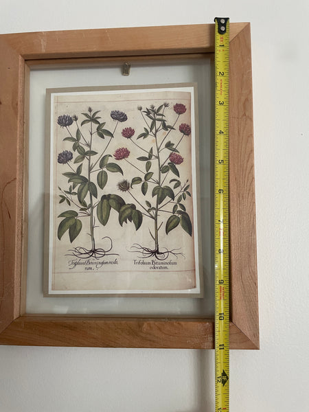 Botanical Print Art | 2